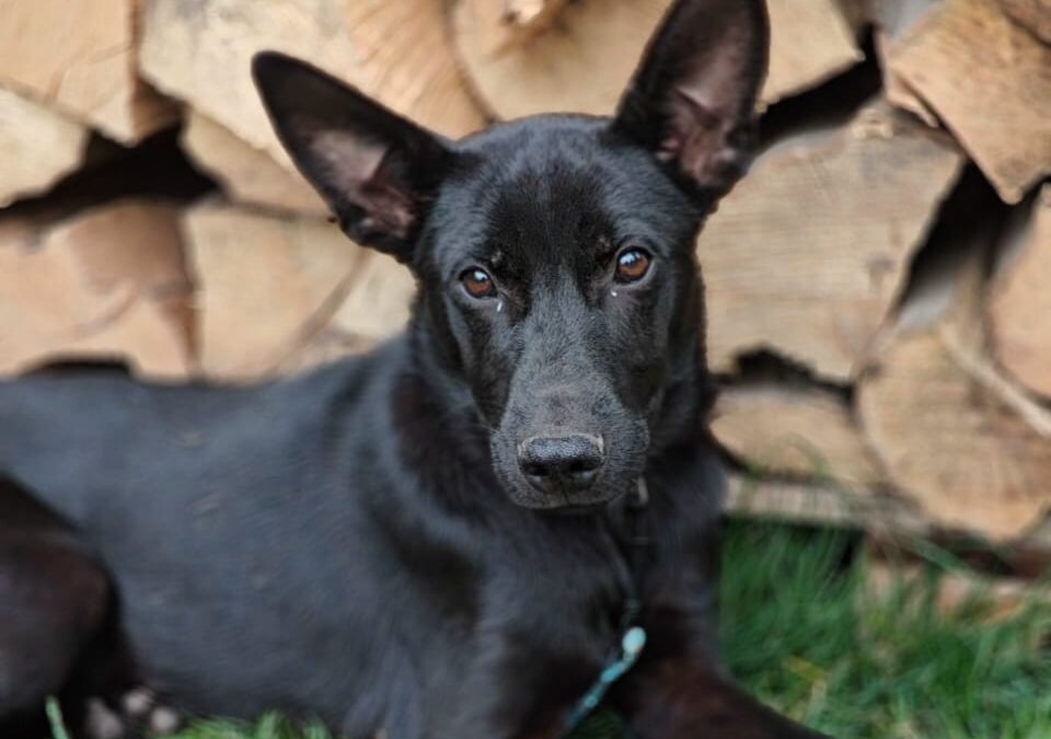 PETRYK-10-month-old boy-lower-medium size- Ukraine war dog