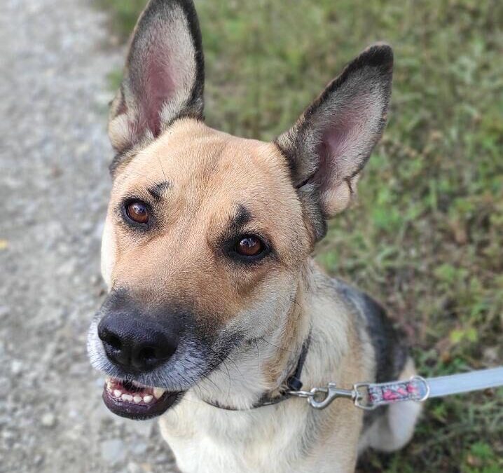 URGENT: ALREADY IN UK, Telford: ALMA- 3 yo amazing girl- GSD cross- upper-medium- Ukraine war dog