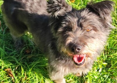 Already in UK, Bexley :BIM -5–6 years old- small- Cairn Terrier cross-Ukraine war dog