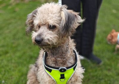 ALREADY IN UK- PHIL- 2 years old boy- medium-Poodle cross– Ukraine war dog