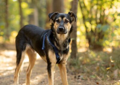 HAN – 1 yo puppy boy – Large size