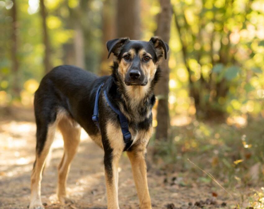 HAN – 1 yo puppy boy – Large size