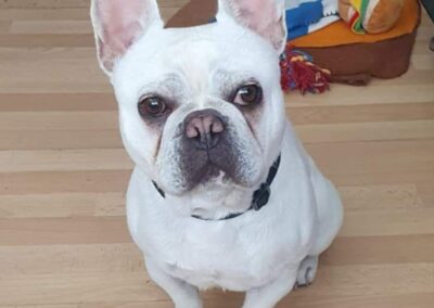 UK surrender, SURREY: Reggie – 13 months old boy – French Bulldog