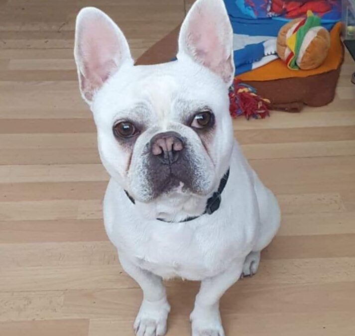 UK surrender, SURREY: Reggie – 13 months old boy – French Bulldog