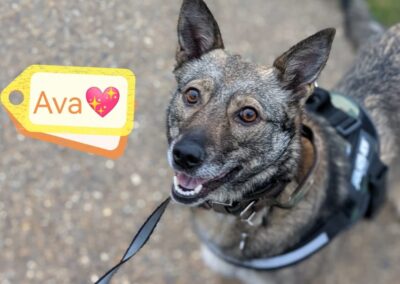 URGENT: UK based – AVA 6 yo girl – Medium size – Reduced FeeURGENT 