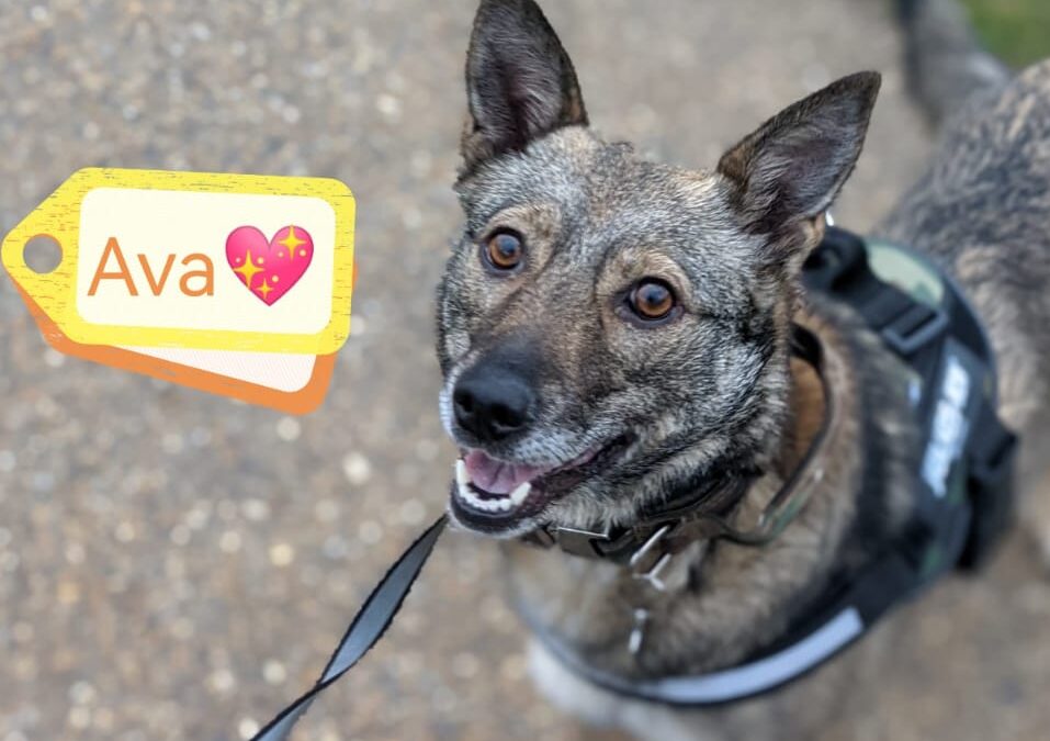 URGENT: UK based – AVA 6 yo girl – Medium size – Reduced FeeURGENT 