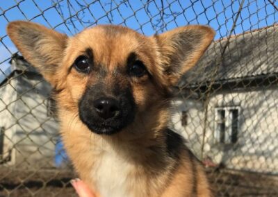 SELINE- 6.5-month-old puppy girl -very small size- Ukraine war dog-arrival beggining of January