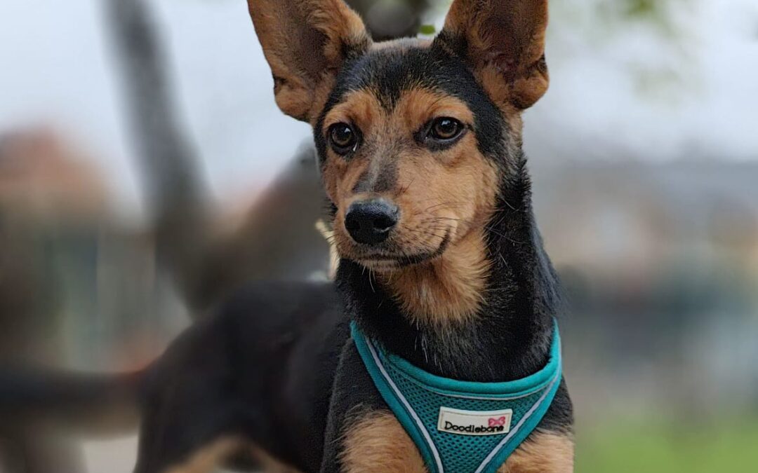 MARTIN- small-size -6,5 month-old puppy boy- Ukraine war dog-arriving beggining January