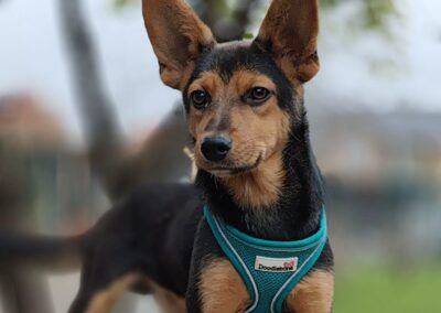 MARTIN- small-size -6,5 month-old puppy boy- Ukraine war dog-arriving beggining January