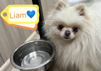 LIAM – 10 months old puppy boy – miniature Pomeranian Spitz