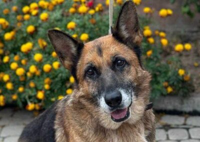 MAGDA- 7-8 yo girl-smallish size German Shepherd-Ukraine war dog-arriving early January