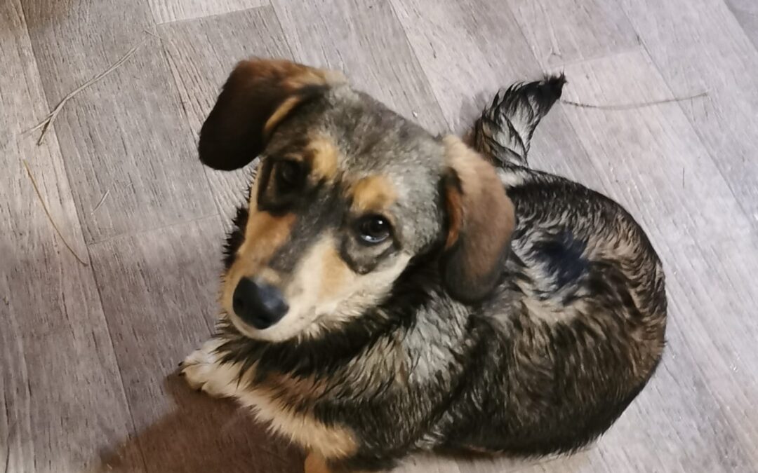 URGENT: UK Based (Carlton, DN14):MILA- 8 months old puppy- small- Dachshund cross-Ukraine war dog