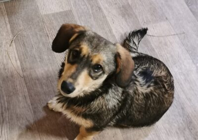 MILA- 7 months old puppy- small- Dachshund cross-Ukraine war dog