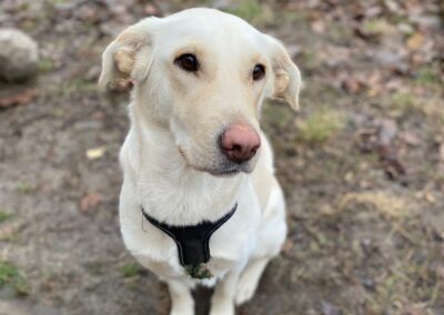 YUKI- 2 years old girl- Labrador cross- Ukraine war dog-arriving early December