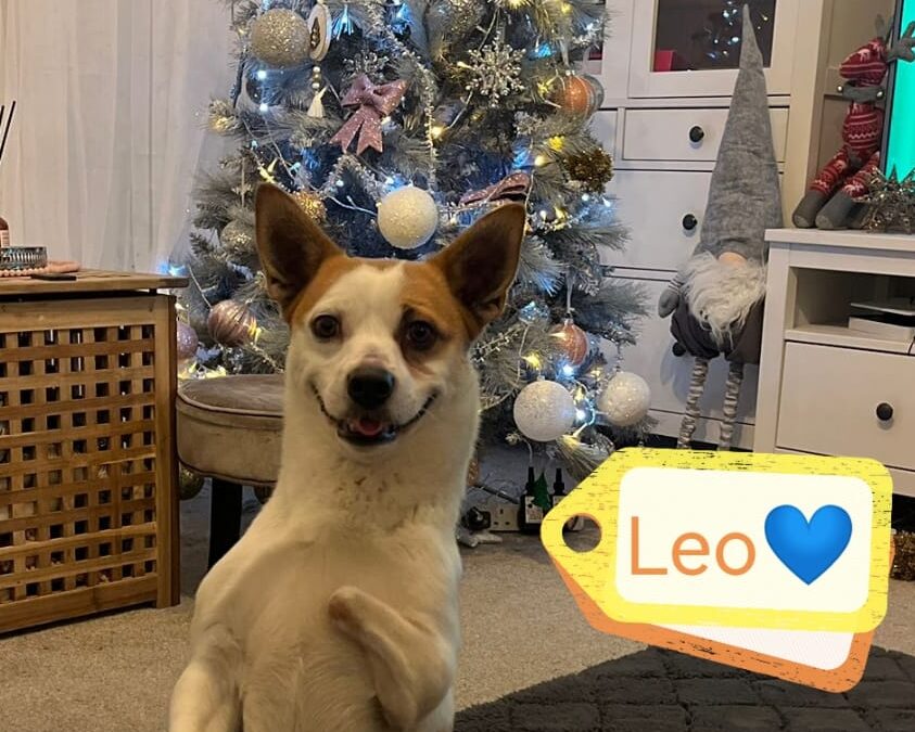 URGENT:UK based Bedfordshire -LEO-a special 2-3 yo boy-Jack Russel cross- small