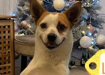 UK based Bedfordshire -LEO-a special 2-3 yo boy-Jack Russel cross- small