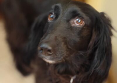 TAIRA- 4–5-year old Spaniel girl- small size-Ukraine war dog