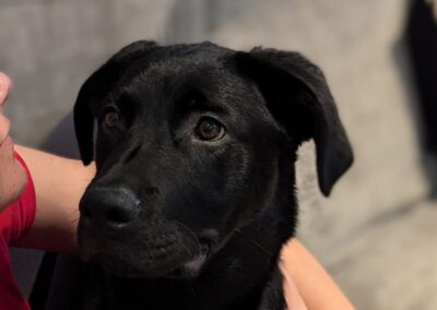 UK surrender : BULU- 7 months old puppy boy- Labrador