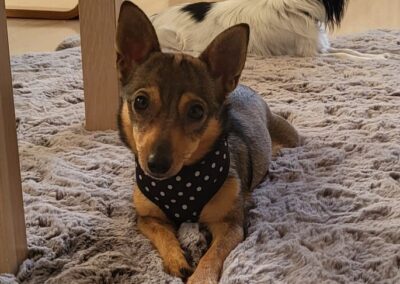 Already in UK: WEDNESDAY- 1.5 year miniature girl-Chichuahua cross- Ukraine war dog