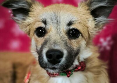 BRANDY- 7 months old-small size-Chihuahua cross-arriving 24 January-Ukraine war dog