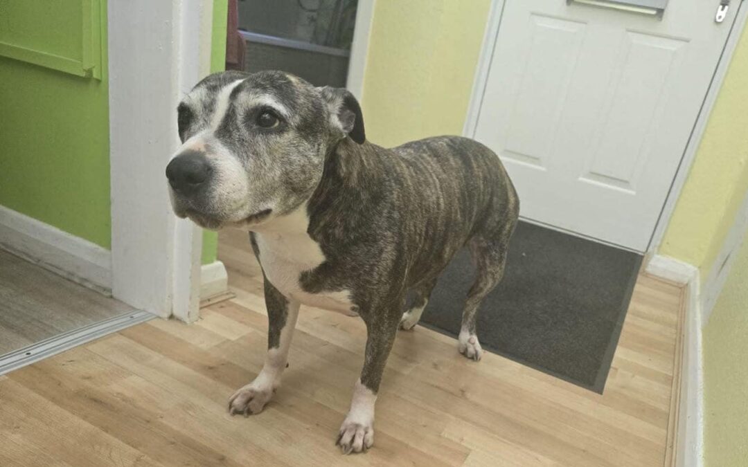 UK SURRENDER (Burton-upon-Trent): PIXIE-9-year-old Staffordshire Bull Terrier-Reduced Adoption Fee