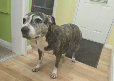 UK SURRENDER (Burton-upon-Trent): PIXIE-9-year-old Staffordshire Bull Terrier-Reduced Adoption Fee