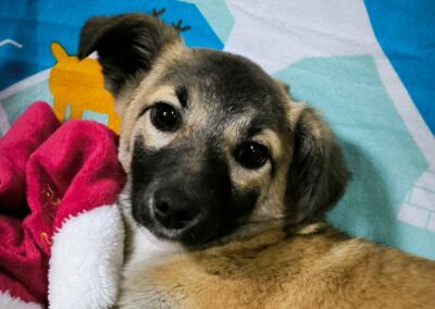 EMBER -small size girl -7 months old- Chichuahua cross-arriving 24 January-Ukraine war dog