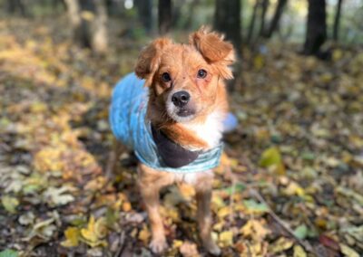 Already in UK: SONNY-small size girl-2-year-old- Chihuahua cross- Ukraine war dog