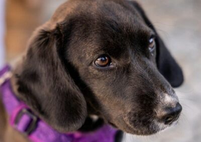 PRIMA- 6-month-old girl- Lower-medium size- arriving 24 January-Ukraine war dog