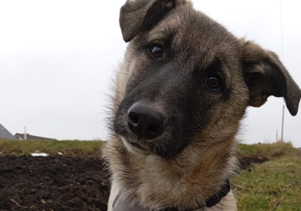 KUZIA – 7 months old- small-sized boy -dachshund x German Shephard- arrives 24 Jan- Ukraine war dog