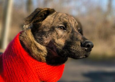 TIGRIK- 9-month-old boy-Medium-sized-arriving 24 January- Ukraine war dog