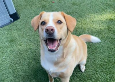 UK Surrender: HARLEY – 4 years old boy- perfect medium size- Labrador cross-Reduced Adoption Fee