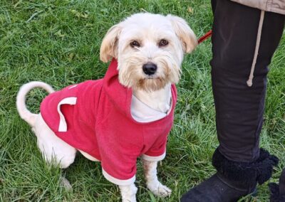 FINNICK- 2 year-old boy -small size- Bichon cross-arriving 24 January -Ukraine war dog