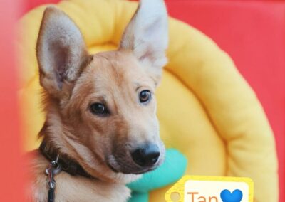 TAN- 7 months old boy- medium size-arriving 24 January