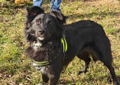 Already in UK (Derby): JUNA -1.5 year-old lower-medium-sized girl- Ukraine war dog