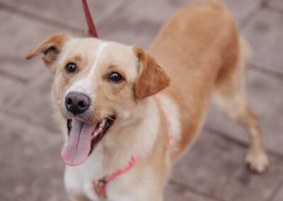 ICE-1.5-year-old boy-lower-medium size- Ukraine war dog -arrival 14 February