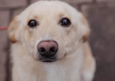 ALIK- 1.5-year-old boy-lower-medium- Ukraine war dog-arrival 14 February