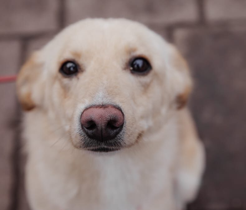 ALIK- 1.5-year-old boy-lower-medium- Ukraine war dog-arrival 14 February