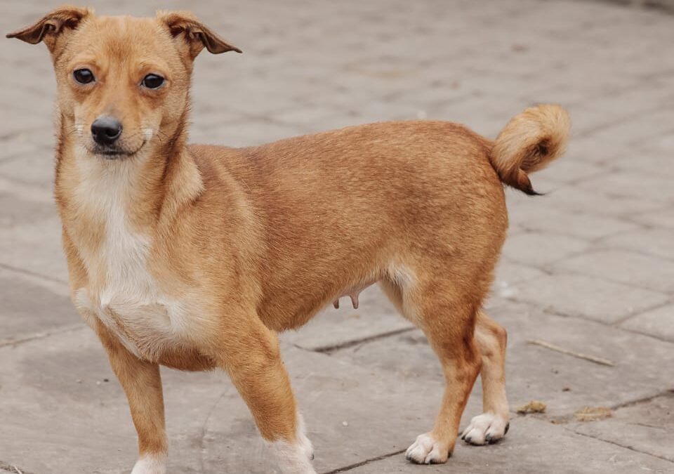 SONIA- 1.5-year-old girl -miniature- dachshund cross- Ukraine war dog-arrival 14 February