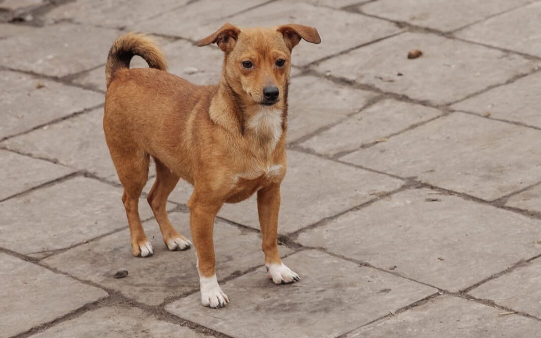 LIZA-1.5-year-old girl-miniature dachshund cross- Ukraine war dog- arrival 14 February