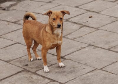 LIZA-1.5-year-old girl-miniature dachshund cross- Ukraine war dog- arrival 14 February