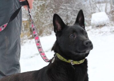 NANNA-15-month-old girl-medium size- Ukraine war dog-arrival 14 February