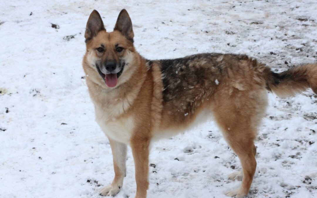 LEIA-4-year-old German Shepherd -upper medium girl-Ukraine war dog-arrival 14 February