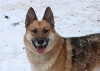 LEIA-4-year-old German Shepherd -upper medium girl-Ukraine war dog-arrival 28February