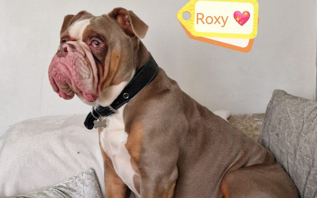 UK Surrender: ROXY-1.5-year-old girl- English BulldogURGENT 