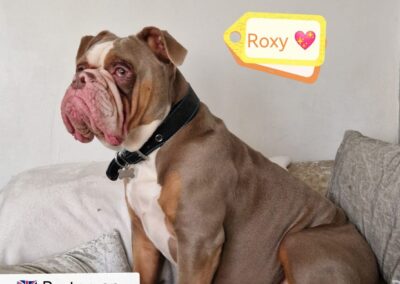 UK Surrender: ROXY-1.5-year-old girl- English BulldogURGENT 