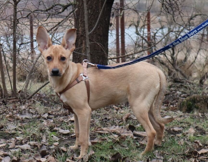 LUSIA- 6-month-old girl- smaller medium- Ukraine war dog -arrival 14 February