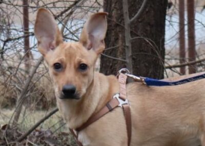 LUSIA- 6-month-old girl- smaller medium- Ukraine war dog -arrival 14 February