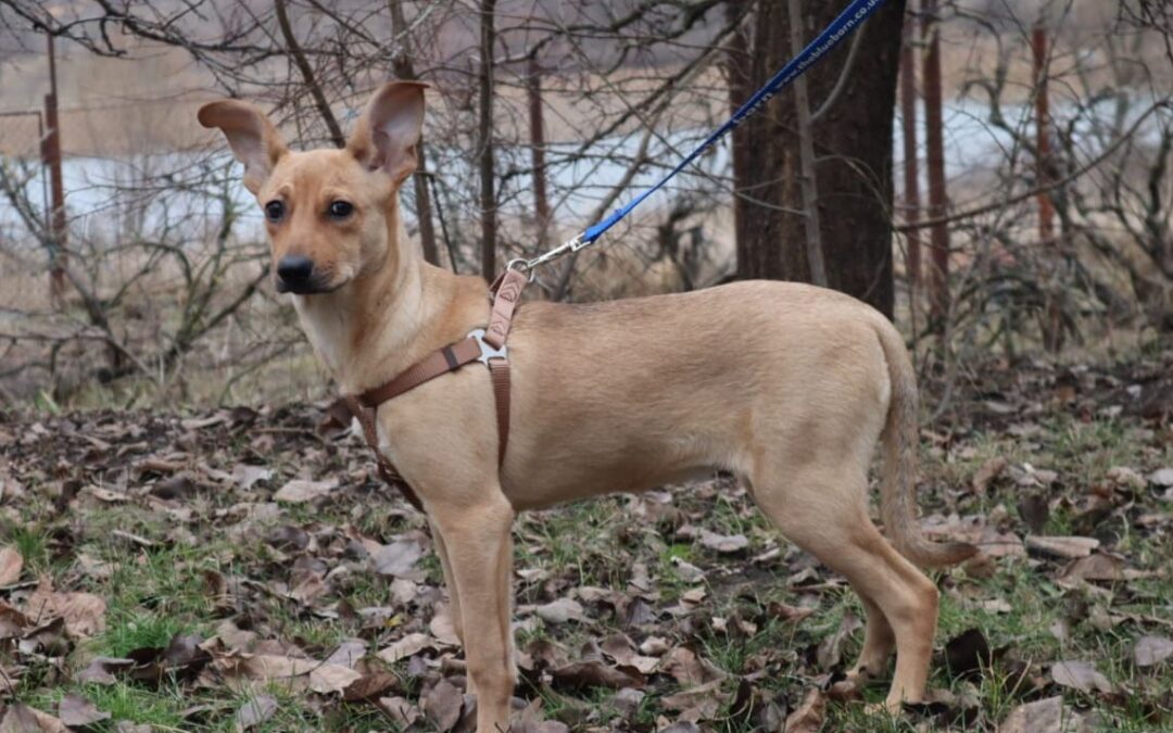 LUSIA- 6-month-old girl- smaller medium- Ukraine war dog -arrival 14 February