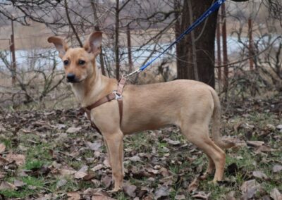 LUSIA- 6-month-old girl- smaller medium- Ukraine war dog -arrival 14 February